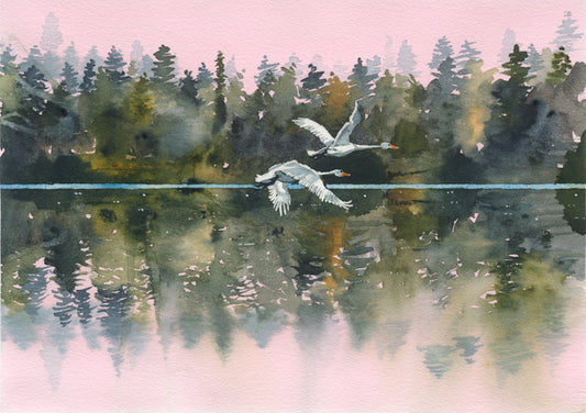 Swans in Flight (Fine Art Print) Unframed