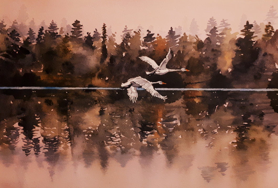 Original Watercolour Painting of Whooper Swans in the wild, by Irish Artist Cathal O'Briain.